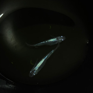 メダカ　螺鈿光　光体系『若魚』1匹