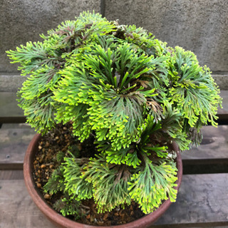 盆栽各種まとめて　引っ越しの為処分価格