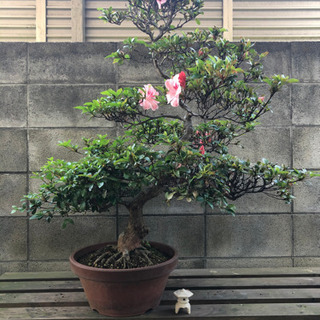 盆栽各種まとめて　引っ越しの為処分価格