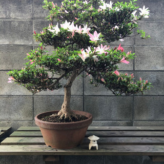 盆栽各種まとめて　引っ越しの為処分価格