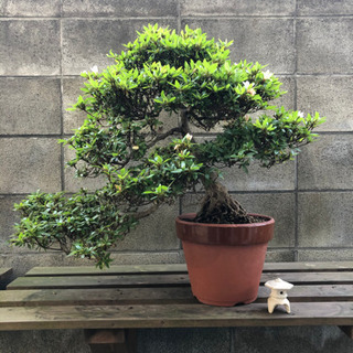 盆栽各種まとめて　引っ越しの為処分価格