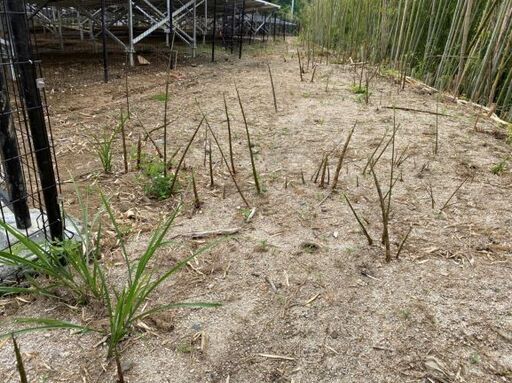 茨城県桜川市で年5回除草剤噴霧と細い竹の処理作業できる方募集 アーリーリタイヤ 桜川のその他の無料求人広告 アルバイト バイト募集情報 ジモティー 茨城県桜川市で年5回除草剤噴霧と細い竹の処理作業できる方募集 アーリーリタイヤ 桜川のその他の無料求人広告 アルバイト バイト募集情報 ジモティー