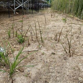 茨城県桜川市で年5回除草剤噴霧と細い竹の処理作業できる方募集。