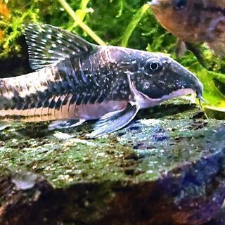 大阪府 枚方市のコリドラス その他の中古が安い 激安で譲ります 無料であげます ジモティー