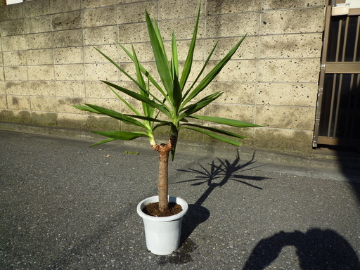 取引中 ユッカ エレファンティペス 高さ約８８ｃｍ 中サイズ 直接取引のみ とくさん 中板橋のその他の中古あげます 譲ります ジモティーで不用品の処分