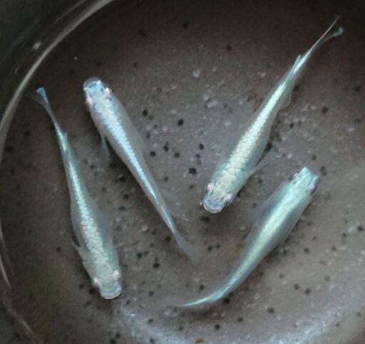 メダカ幹之(みゆき)【早熟系フルボディ②】現物４匹セット (IGA) 川口 