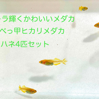 黄金べっ甲ヒカリメダカ❤️稚魚〜若魚❤️4匹セット