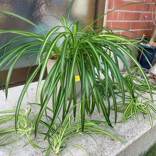 観葉植物☆オリズルランA 鉢カバー付き