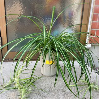 観葉植物☆オリズルランB 鉢カバー付き