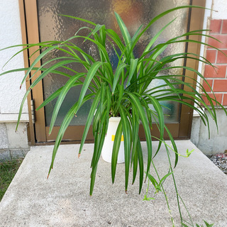 観葉植物☆オリズルランの原種C