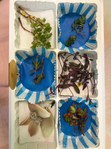 レア多肉植物錦蝶 石垣島 蔓タイプ お花みたいな形のタイプ 植物多肉サボテングリーン園芸 ととろ プロフ見てね 蓮田の食品の中古あげます 譲ります ジモティーで不用品の処分 レア多肉植物錦蝶 石垣島 蔓タイプ お花みたいな形のタイプ 植物多肉サボテングリーン園芸 ととろ プロフ見てね 蓮田の食品の中古あげます 譲ります ジモティーで不用品の処分