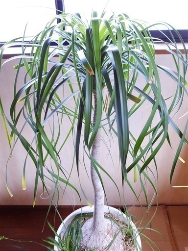 一旦取り消しさせていただきます。観葉植物　ポニーテール