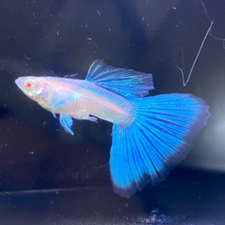 埼玉県 熊谷市の中古水槽が無料 格安で買える ジモティー