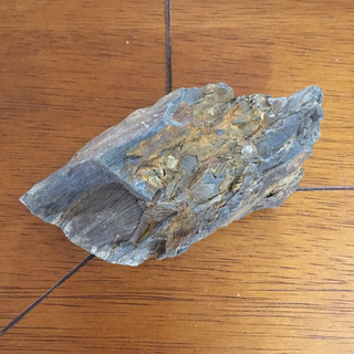 貝殻の化石