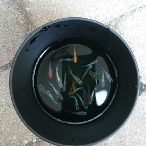 メダカ売ります