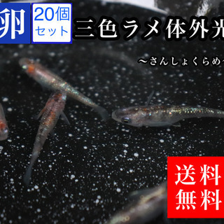 メダカ　三色ラメ体外光　卵20個プラスαセット　送料無料　即日発送