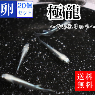 メダカ　極龍　卵20コプラスα 送料無料　即日発送