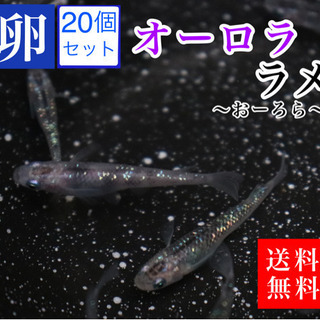 メダカ　オーロララメ　卵20コプラスα 送料無料　即日発送