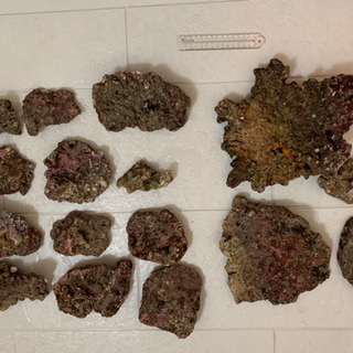 キュアリング済ライブロック10kg ぽむし 川崎のその他の中古あげます 譲ります ジモティーで不用品の処分