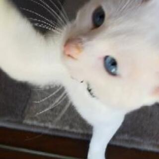 青い目をした元気な男の子です 里親様決定しました ムチャゴロウ 結城の猫の里親募集 ジモティー