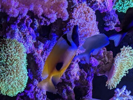 海水魚ヒフキアイゴ Nono 宝塚のその他の中古あげます 譲ります ジモティーで不用品の処分 海水魚ヒフキアイゴ Nono 宝塚のその他の中古あげます 譲ります ジモティーで不用品の処分