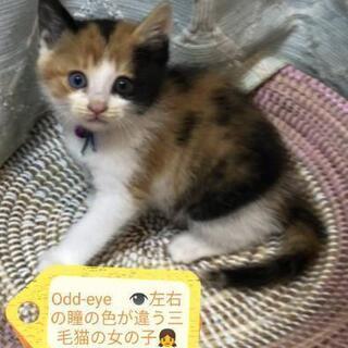 1ヶ月👶😺5匹兄妹里親様決定しました。