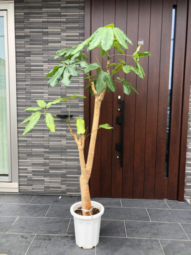 大型観葉植物大きいサイズ観葉植物 マコト 三郷のその他の中古あげます 譲ります ジモティーで不用品の処分