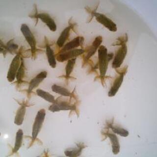 金魚 らんちゅう稚魚 青子 黒子 はね 趣味金ぎょちゃん 京成立石のその他の中古あげます 譲ります ジモティーで不用品の処分