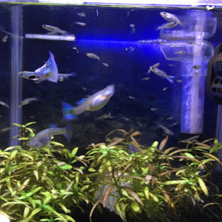 元気な国産ブルーグラス グッピー の稚魚・幼魚10匹