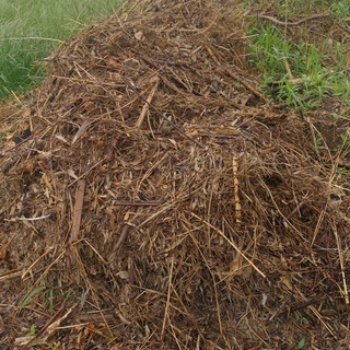 無料　真竹の根を重機で掘った根と土