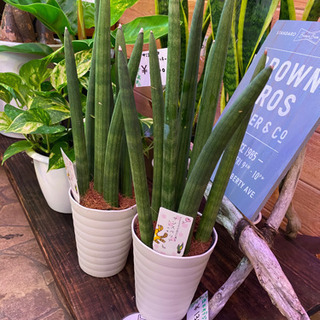 観葉植物　サンスベリア　スタッキー