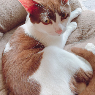 7月で1歳になる猫の里親さん無事に見つかりました。ありがとうございました。 − 千葉県