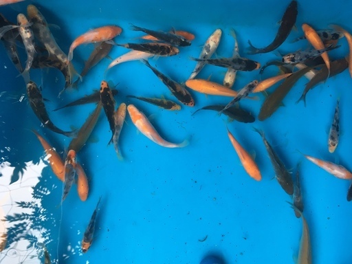 錦鯉 真鯉 コイ の稚魚 5cm 15cm 生体 1 べっちー 坂戸のその他の中古あげます 譲ります ジモティーで不用品の処分 錦鯉 真鯉 コイ の稚魚 5cm 15cm 生体 1 べっちー 坂戸のその他の中古あげます 譲ります ジモティーで不用品の処分