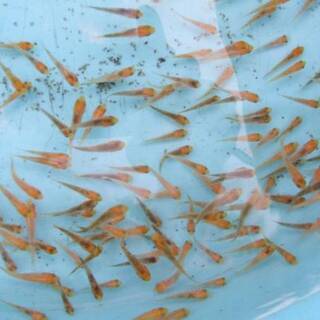 錦鯉 真鯉 コイ の稚魚 5cm 15cm 生体 1 べっちー 坂戸のその他の中古あげます 譲ります ジモティーで不用品の処分 錦鯉 真鯉 コイ の稚魚 5cm 15cm 生体 1 べっちー 坂戸のその他の中古あげます 譲ります ジモティーで不用品の処分