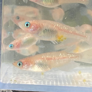 薄っすらピンクラメメダカ ブル 清須のその他の中古あげます 譲ります ジモティーで不用品の処分 薄っすらピンクラメメダカ ブル 清須のその他の中古あげます 譲ります ジモティーで不用品の処分