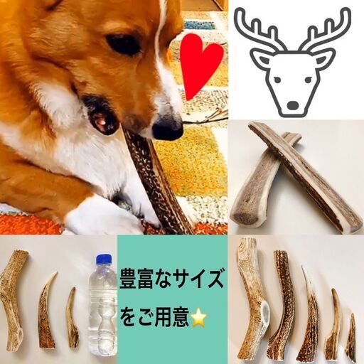 鹿角 犬のおもちゃ用 お試しサイズ7 10cm 直径2 3cm前後 鹿角犬用おもちゃ鹿の角犬のおもちゃ犬用ガムドックガム ヒカリオート ワン 澄川のその他の中古あげます 譲ります ジモティーで不用品の処分 鹿角 犬のおもちゃ用 お試しサイズ7 10cm 直径2 3cm前後 鹿角犬用おもちゃ鹿の角犬のおもちゃ犬用ガムドックガム ヒカリオート ワン 澄川のその他の中古あげます 譲ります ジモティーで不用品の処分