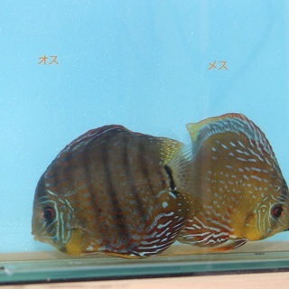 熱帯魚ディスカス2