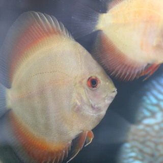 熱帯魚ディスカス４