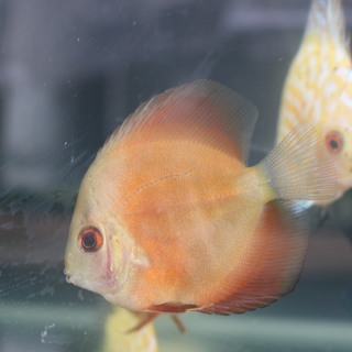 熱帯魚ディスカス４