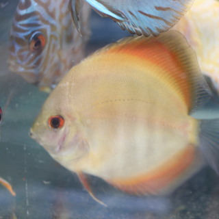 熱帯魚ディスカス４