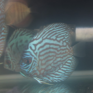 熱帯魚ディスカス5
