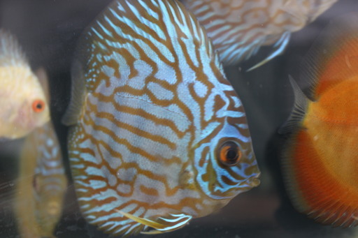 熱帯魚ディスカス５