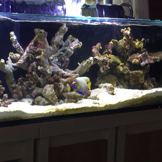 海水魚 ブルーフェイスエンゼル
