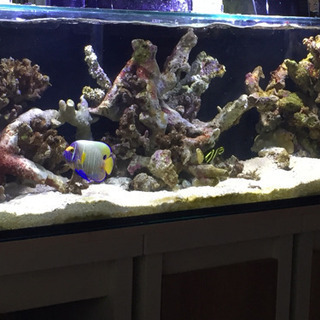 海水魚 ブルーフェイスエンゼル