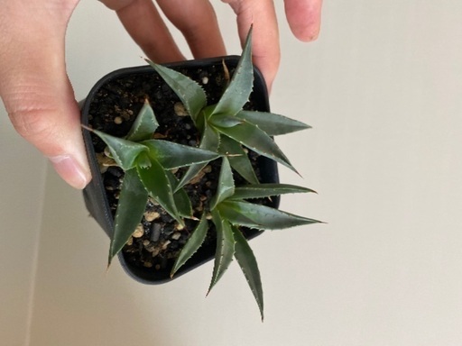 アガベ ユタエンシスagave Utahensis 実生 7点アガベ チタノタ ブルーボール Agave Titanota Blue B とんとろろ 小岩のその他の中古あげます 譲ります ジモティーで不用品の処分 アガベ ユタエンシスagave Utahensis 実生 7点アガベ チタノタ ブルーボール Agave Titanota Blue B とんとろろ 小岩のその他の中古あげます 譲ります ジモティーで不用品の処分