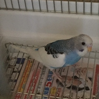 手乗りのセキセイインコの里親を探しています