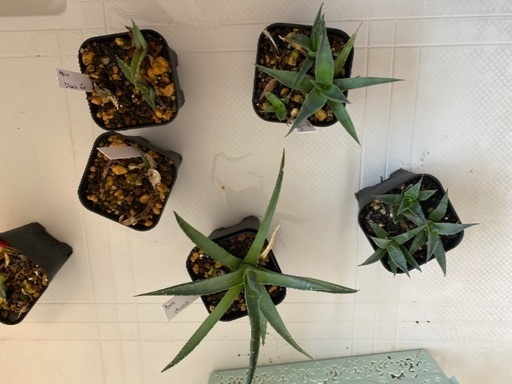 アガベ ユタエンシスagave Utahensis 実生 7点アガベ チタノタ ブルーボール Agave Titanota Blue B とんとろろ 小岩のその他の中古あげます 譲ります ジモティーで不用品の処分 アガベ ユタエンシスagave Utahensis 実生 7点アガベ チタノタ ブルーボール Agave Titanota Blue B とんとろろ 小岩のその他の中古あげます 譲ります ジモティーで不用品の処分