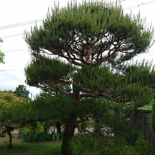 赤松の剪定をお願いします こいた 田畑の手伝って 助けての助け合い ジモティー
