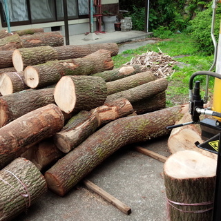 広葉樹くぬぎ 広葉樹くぬぎ