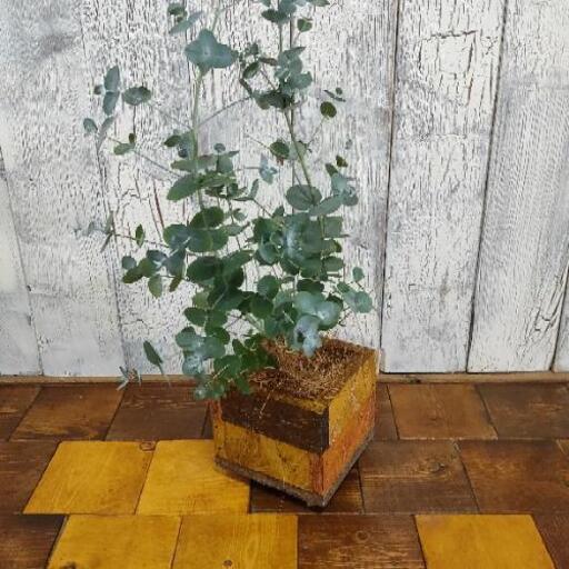 観葉植物 ユーカリ グニー ゆっぴー 北千住のその他の中古あげます 譲ります ジモティーで不用品の処分